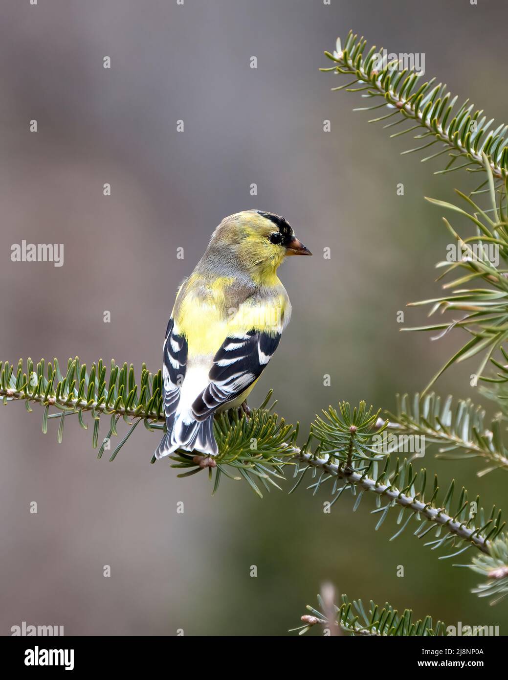 Finch Nahaufnahme des hinteren Profils, auf einem Nadelzweig mit einem verwacklungsunscharfen Hintergrund in seiner Umgebung und seinem Lebensraum, der gelbe Farbe zeigt. Hinten Stockfoto