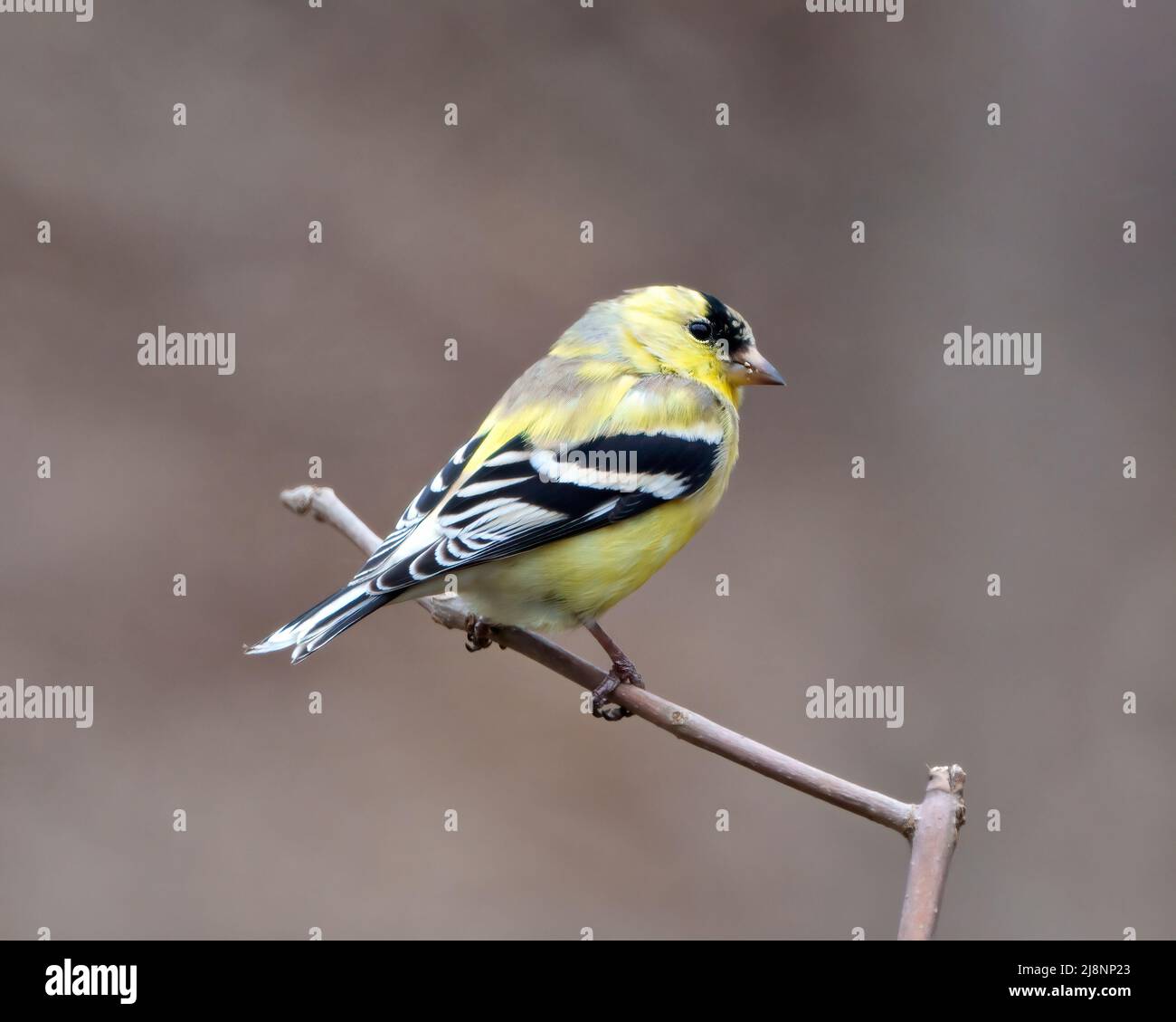 Finch Nahaufnahme Profil Ansicht, auf einem Zweig mit einem verschwommenen braunen Hintergrund in seiner Umgebung und Lebensraum Umgebung thront. Stockfoto
