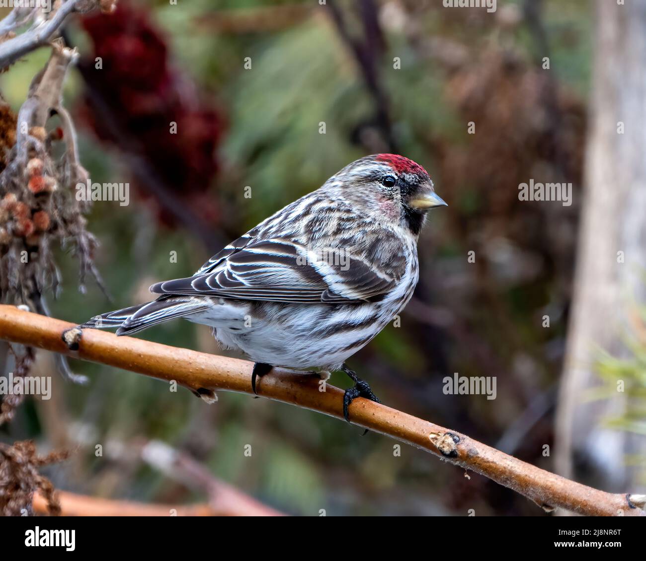 Rotabstimmungen in Nahaufnahme, auf einem Zweig mit unscharfem Waldhintergrund in seiner Umgebung und seinem Lebensraum um Finch Photo and Image thront. Stockfoto