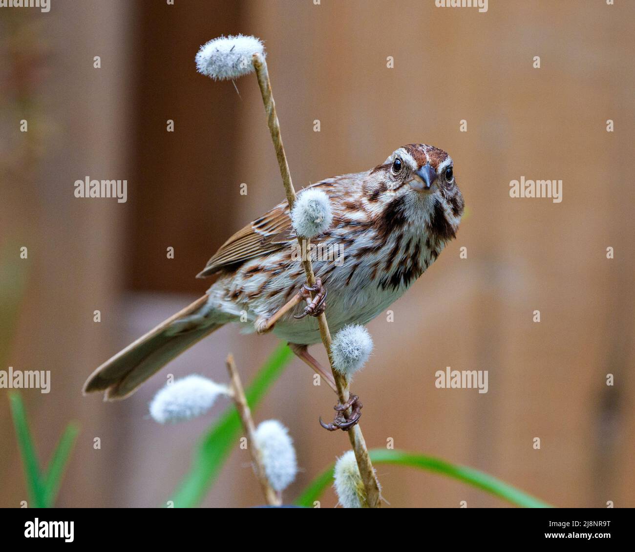 Song Sparrow thronte in seiner Umgebung und Umgebung auf einem Zweig mit braunem Hintergrund und zeigt ein braunes Federgefieder. Stockfoto