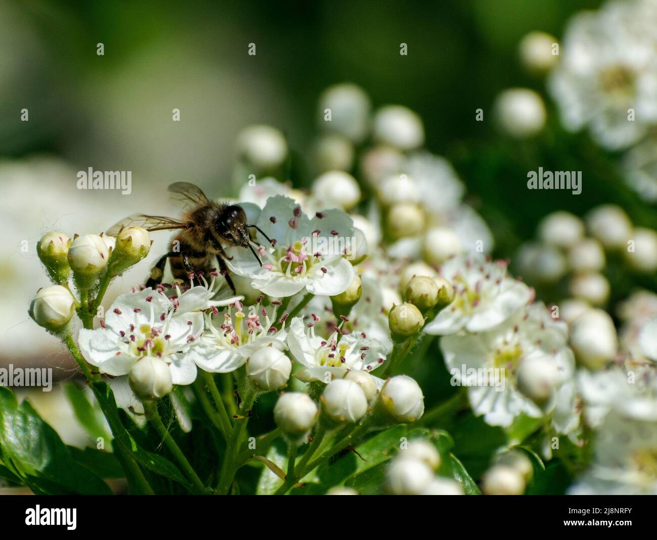 Biene auf einer Blüte Stockfoto