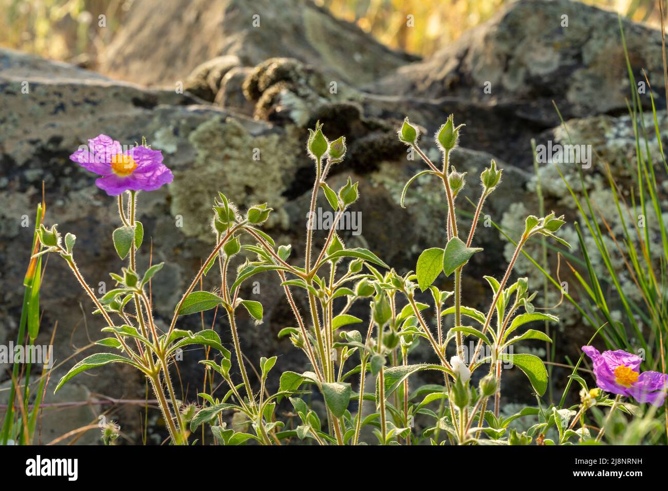 Nahaufnahme eines rosa oder gehariften Felsens mit den riesigen Felsen im Hintergrund. Stockfoto
