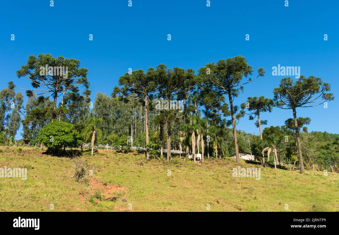 Araucaria Angustifolia Bäume in der Landschaft von Tres Coroas - Rio Grande do Sul, Brasilien Stockfoto