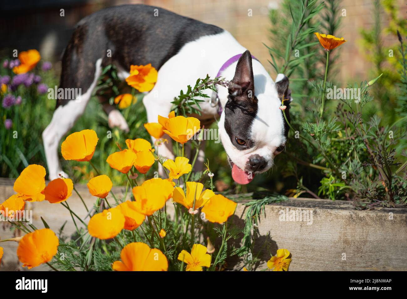 Boston Terrier Hund draußen in einem Garten, der um einige goldorange Eschscholzia California Mohnblumen herum launte. Stockfoto