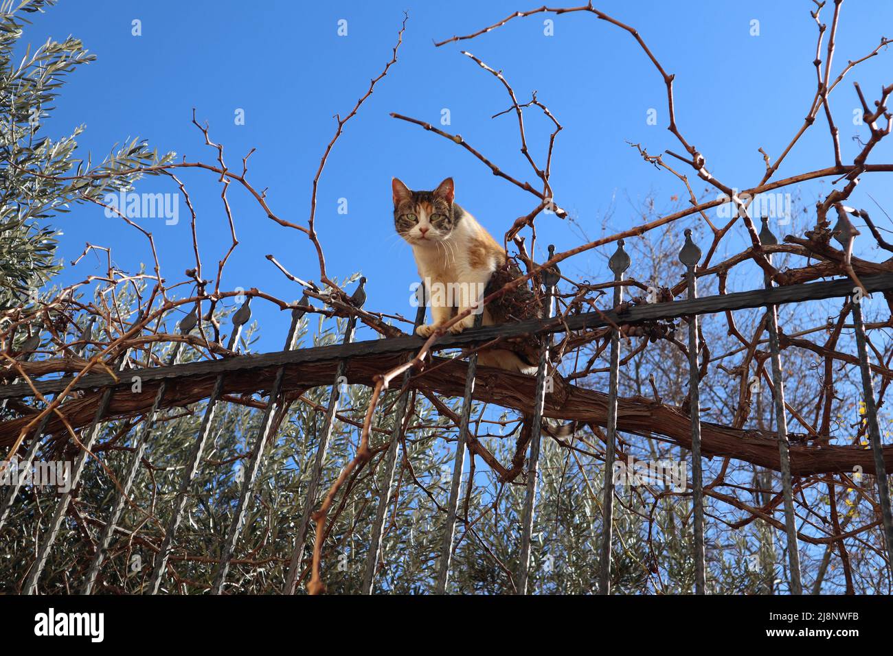 Eine neugierige Katze über dem Zaun. Ein schöner Tag Stockfoto