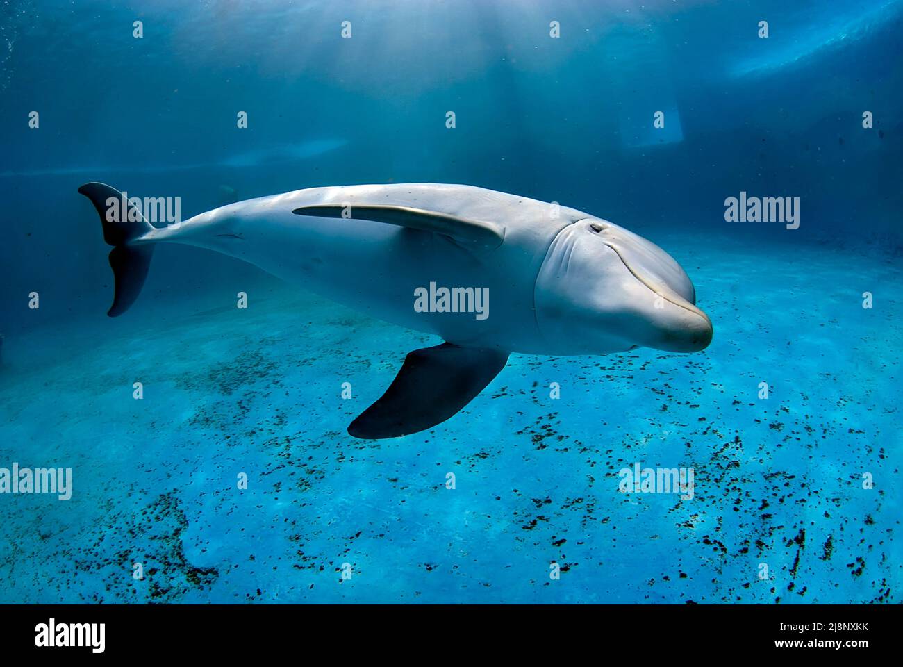 Unterwasseraufnahme eines großen Delfins (Tursiops trunkatus), der in einem Pool in einem Delfinarium taucht Stockfoto