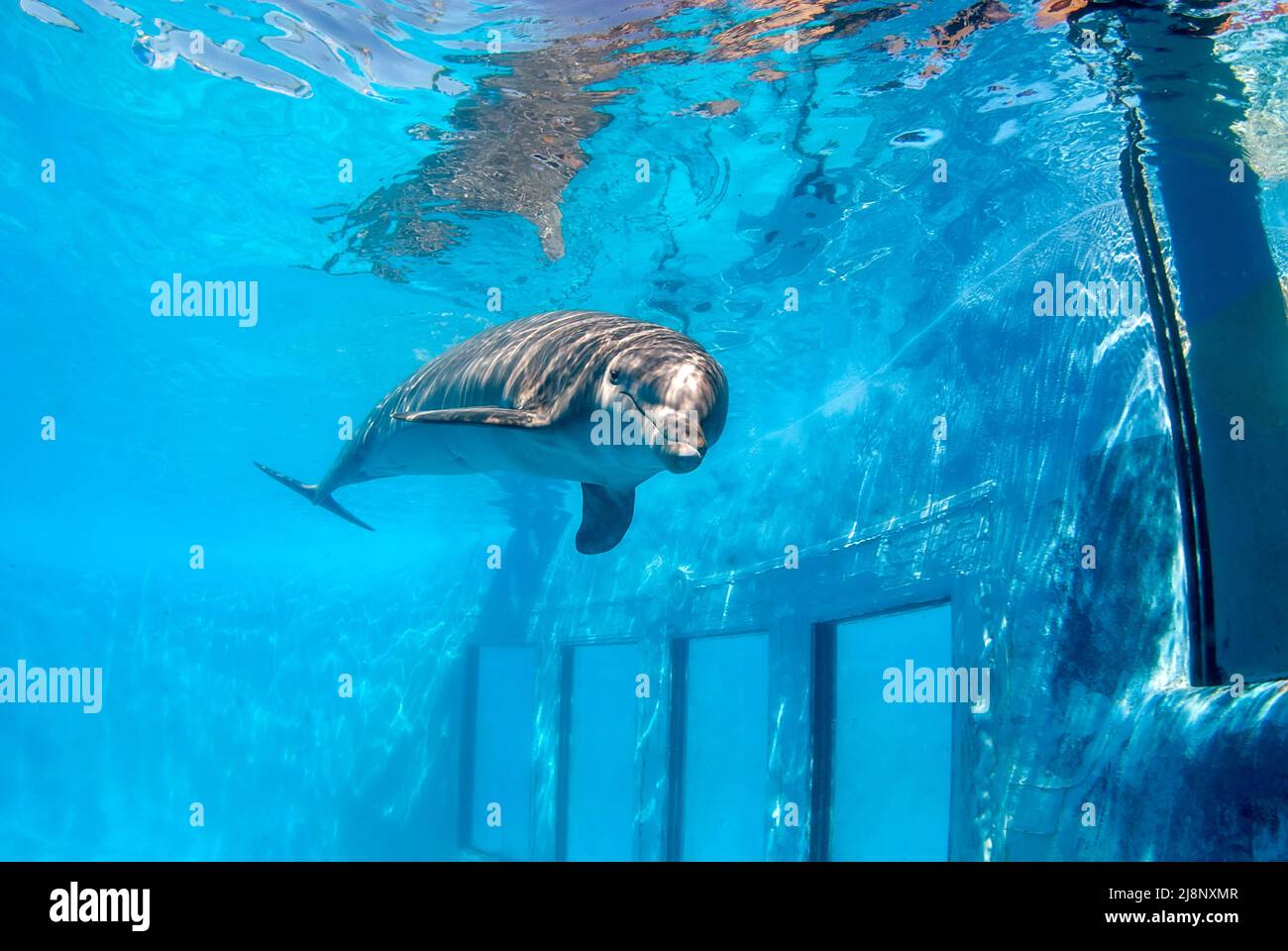 Flasche Nase Delphin Tauchen in einem Pool mit Fenstern, um ihn unter Wasser zu sehen Stockfoto