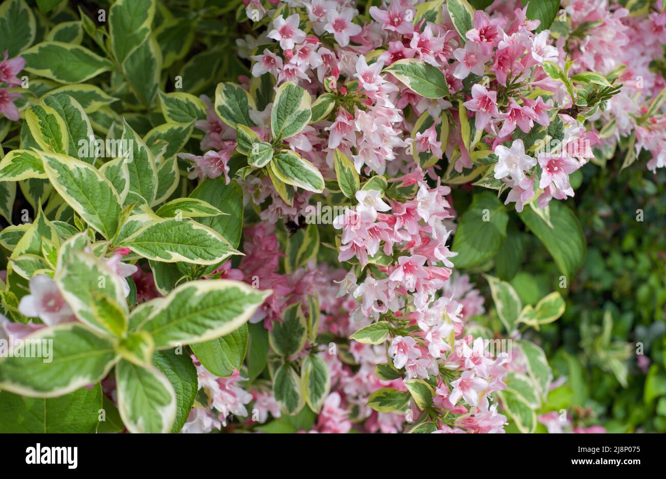 Rosa und weiße Blüten wachsen in britischen Hecken Stockfoto