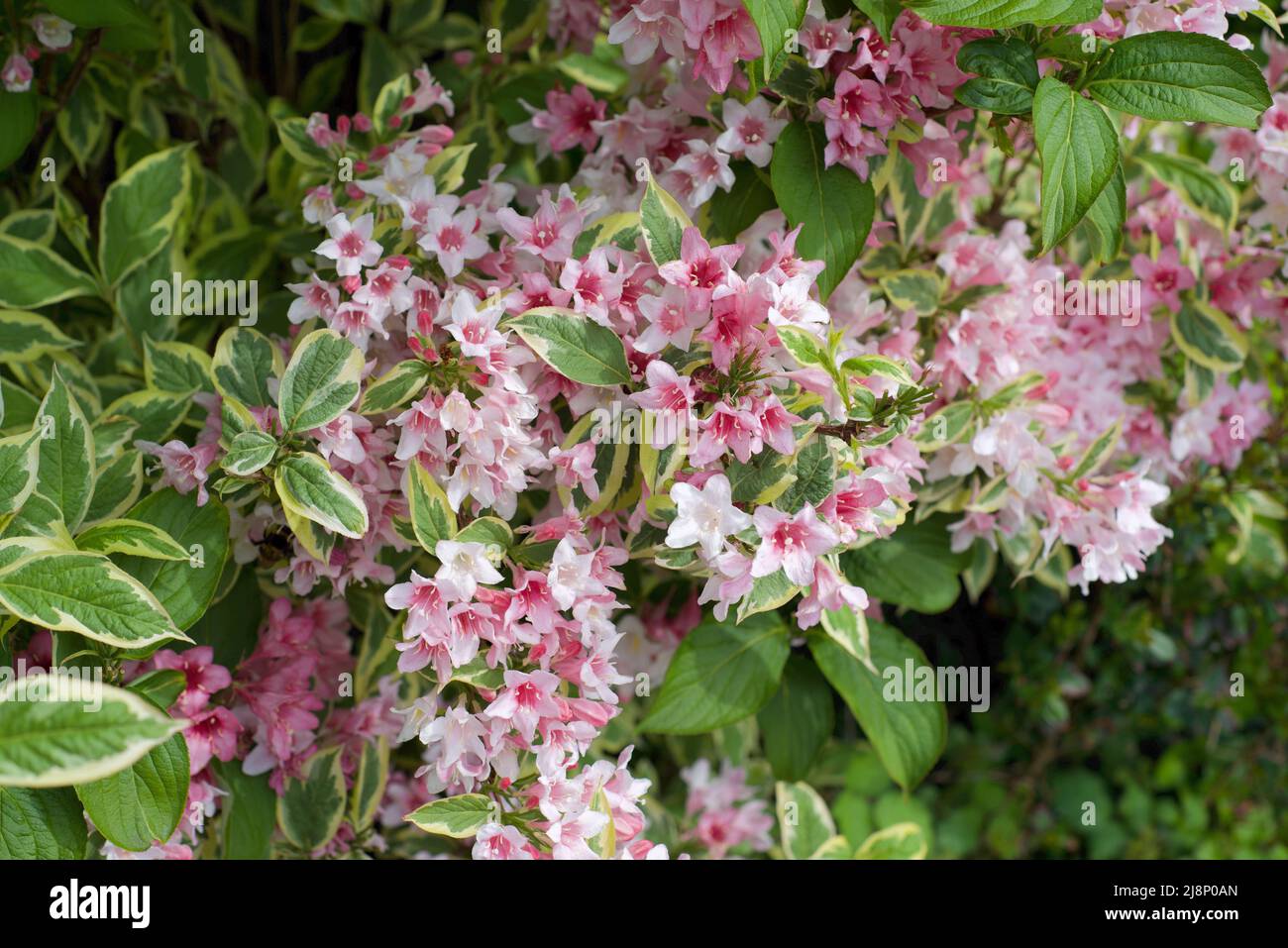 Rosa und weiße Blüten wachsen in britischen Hecken Stockfoto
