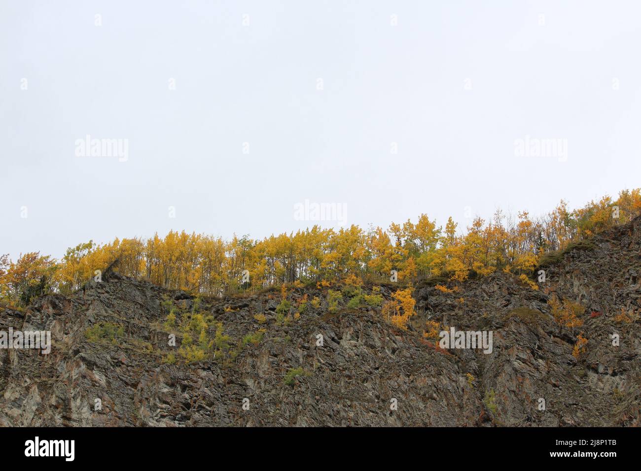 Bäume auf einer Gratlinie im Herbst Stockfoto