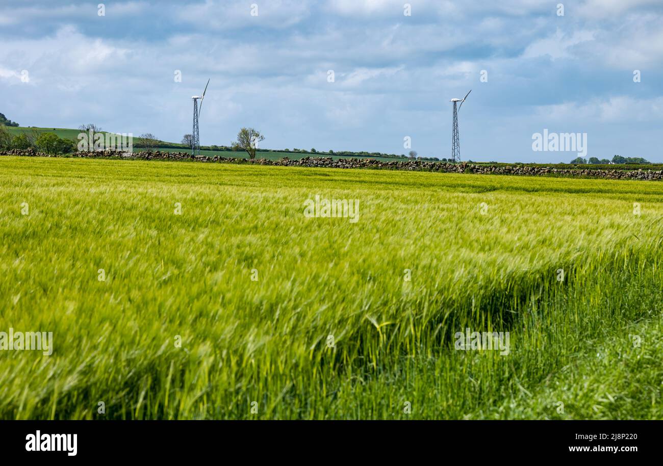 Landwirtschaftliche Getreidefelder mit Windturbinen in der Ferne, East Lothian, Schottland, Großbritannien Stockfoto