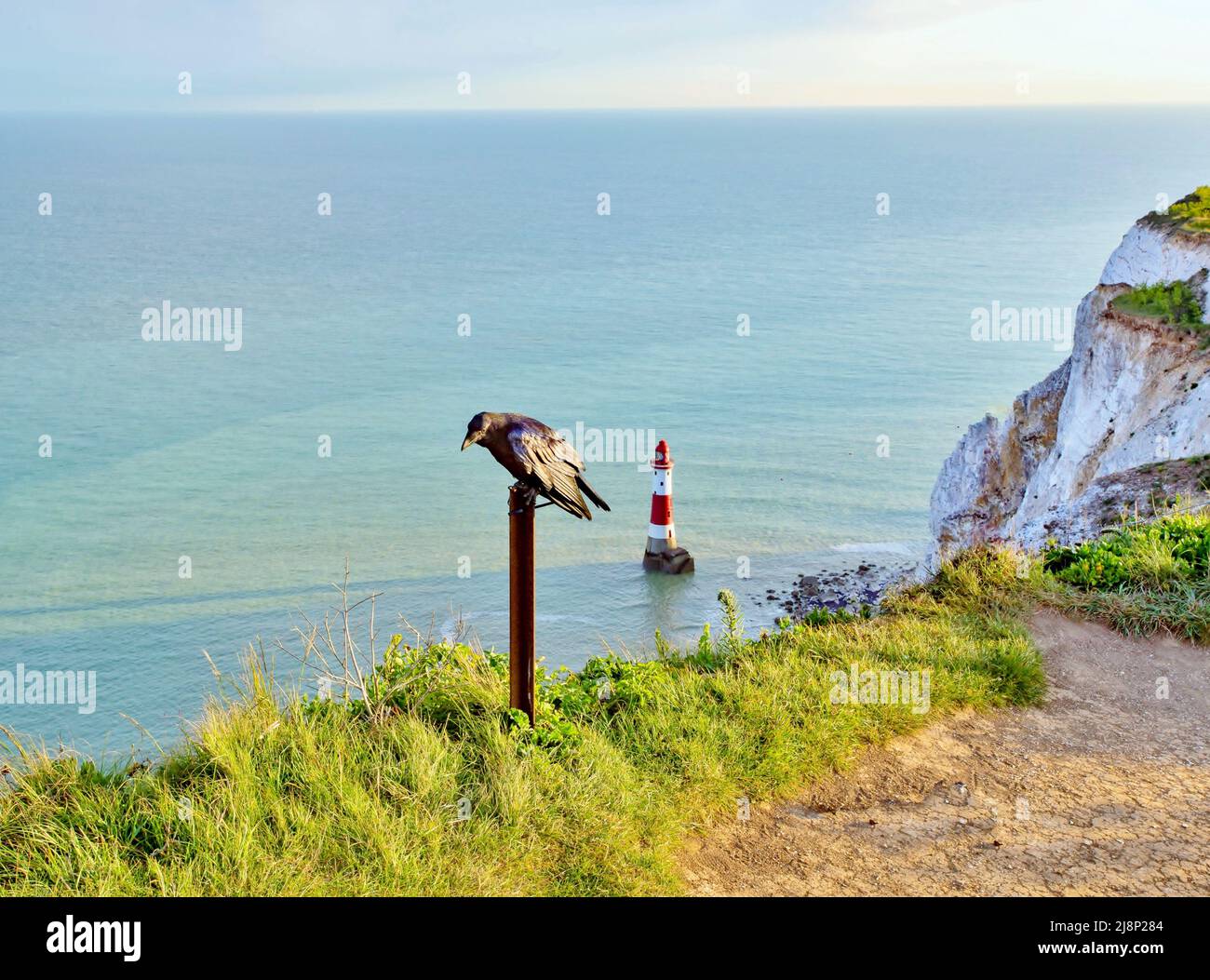 Krähe posiert auf dem Gipfel von Beachy Head, East Sussex, mit dem Leuchtturm unten Stockfoto