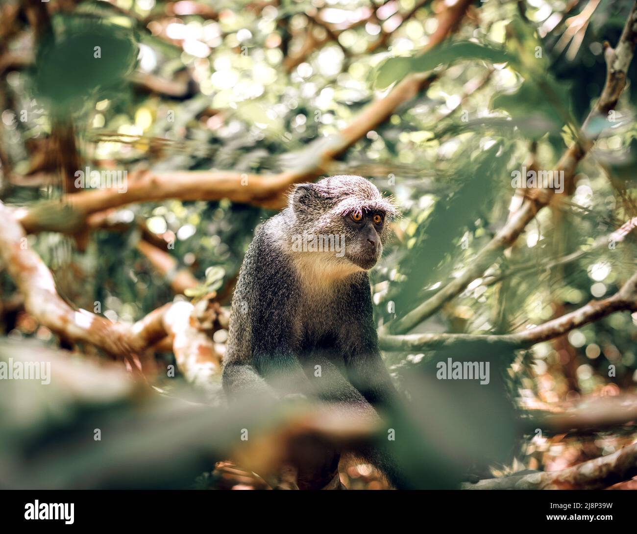 Sykes (Samango) hat im Jozani Forest National Park in Sansibar, Tansania, Geld mit weißen Kehlen erhalten Stockfoto