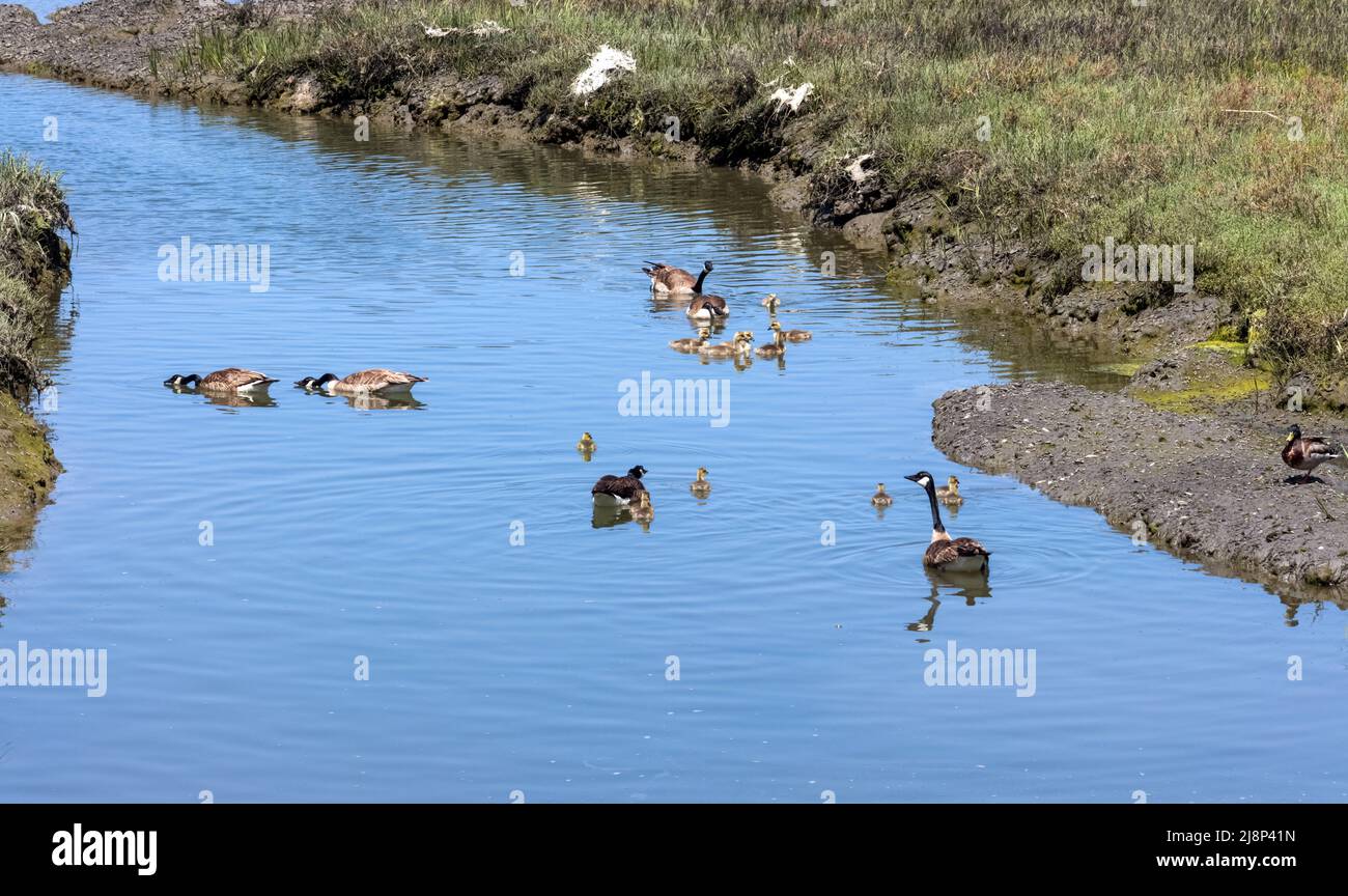 Kanadagänse gehen an einem sonnigen Frühlingstag in Newport Beach, Kalifornien, zum Schwimmen Stockfoto