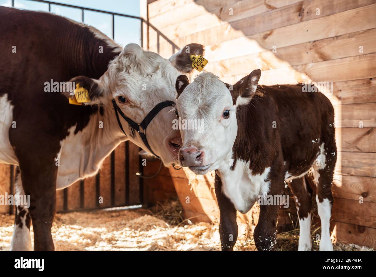 Porträt einer Kuh mit einem Kalb auf dem Bauernhof Stockfoto