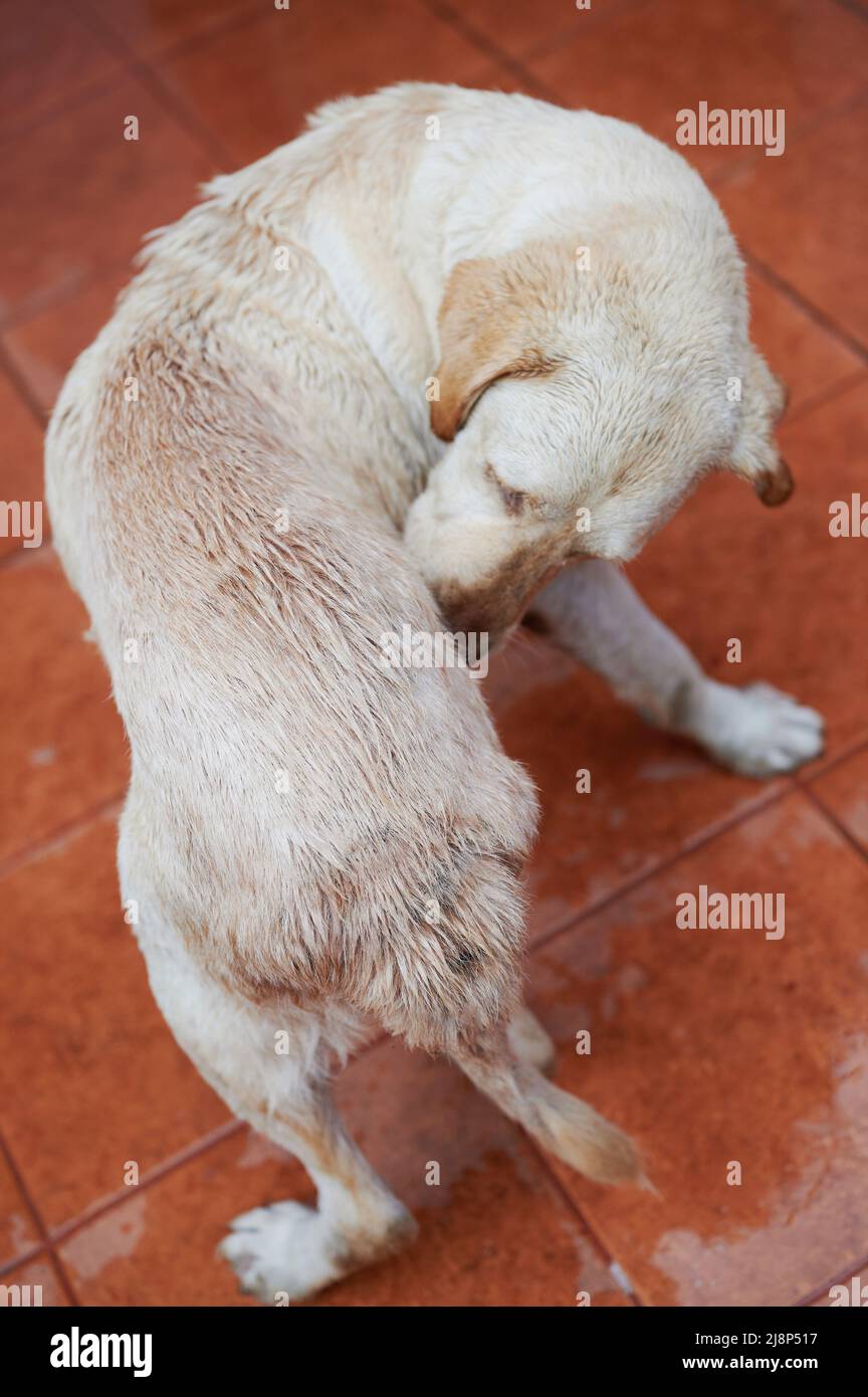 Labrador Hund kratzt und beißt sich selbst, um sein Fell zu reinigen Stockfoto