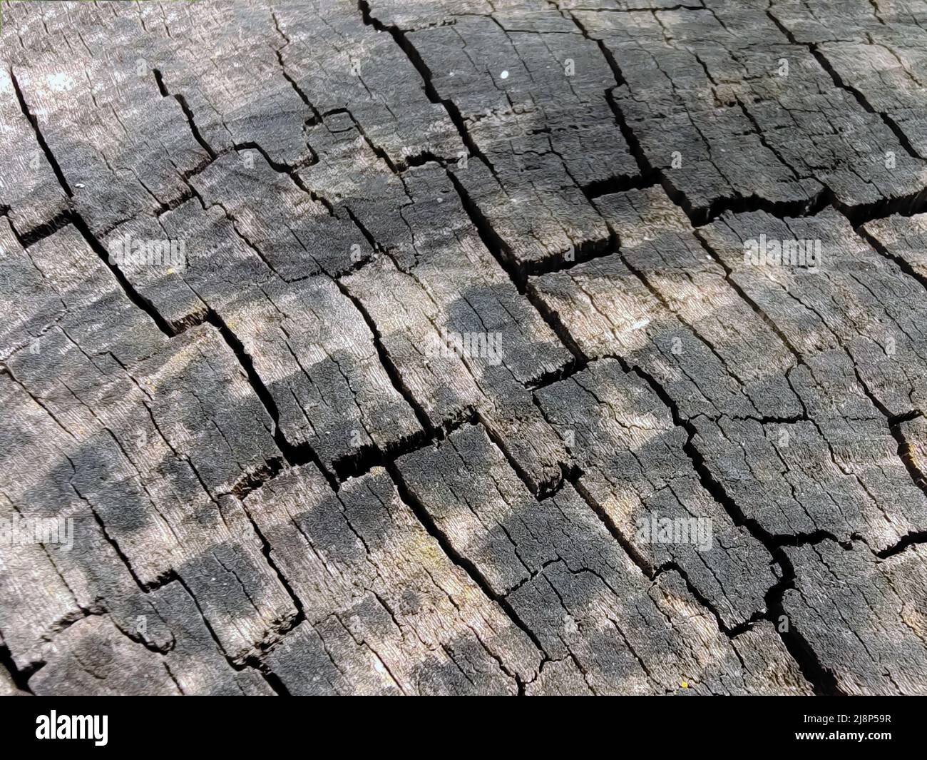 Rissige Textur eines geschnittenen Hanfs eines alten Baumes in Nahaufnahme für den gesamten Rahmen Stockfoto