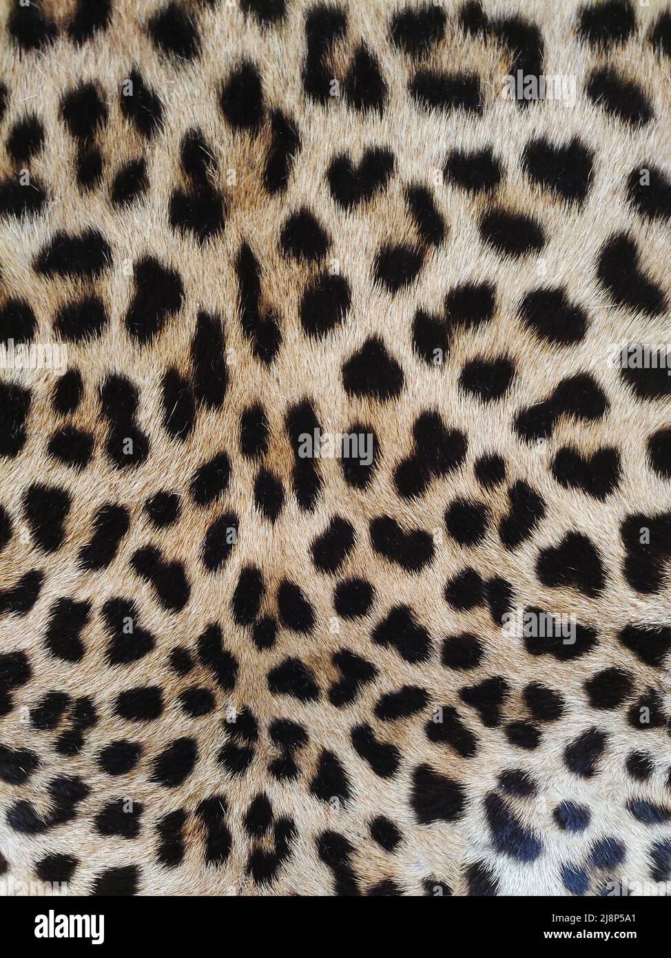 Nahaufnahme aus Leopardenhaut mit Struktur aus Flecken und Wolle für den gesamten Rahmen Stockfoto