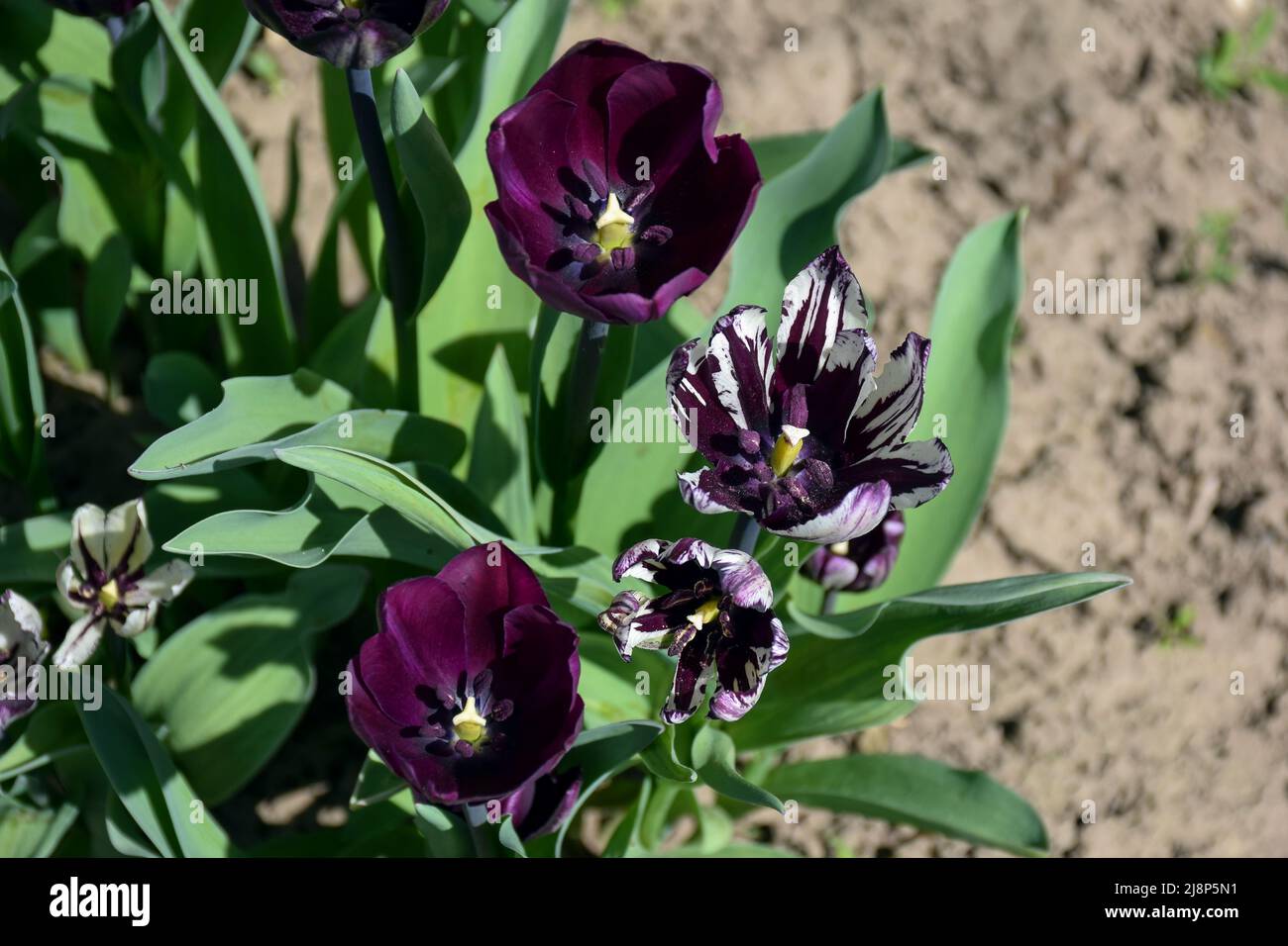 Im Garten wachsen mehrere dunkelviolette Tulpenblüten. Der Hintergrund ist unscharf Stockfoto