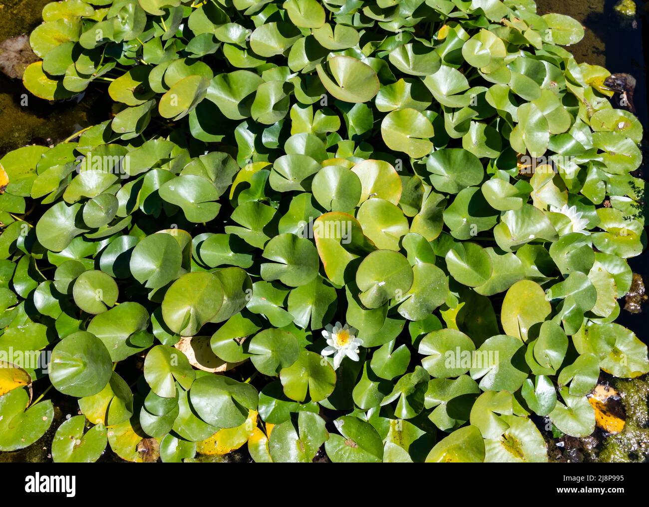 Top Foto von weißen Blumen und grünen Seerosenblättern; grüne Wasserpflanzen unter dem Sonnenlicht Stockfoto