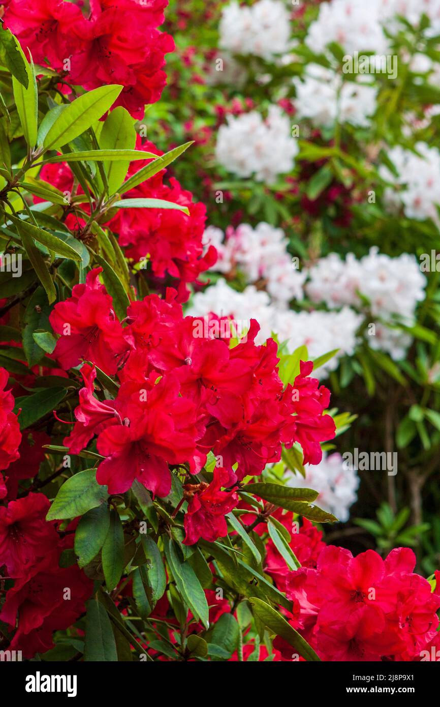 Tiefrote Rhododendren in voller Blüte in einem pazifischen Nordwesten Garten, mit weißen und rosa Blumen in einem weichen Fokus Hintergrund. Stockfoto
