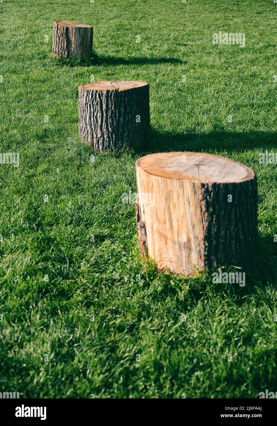 Baumstämme aus Holz isoliert auf üppigem Gras. Hochwertige Fotos Stockfoto
