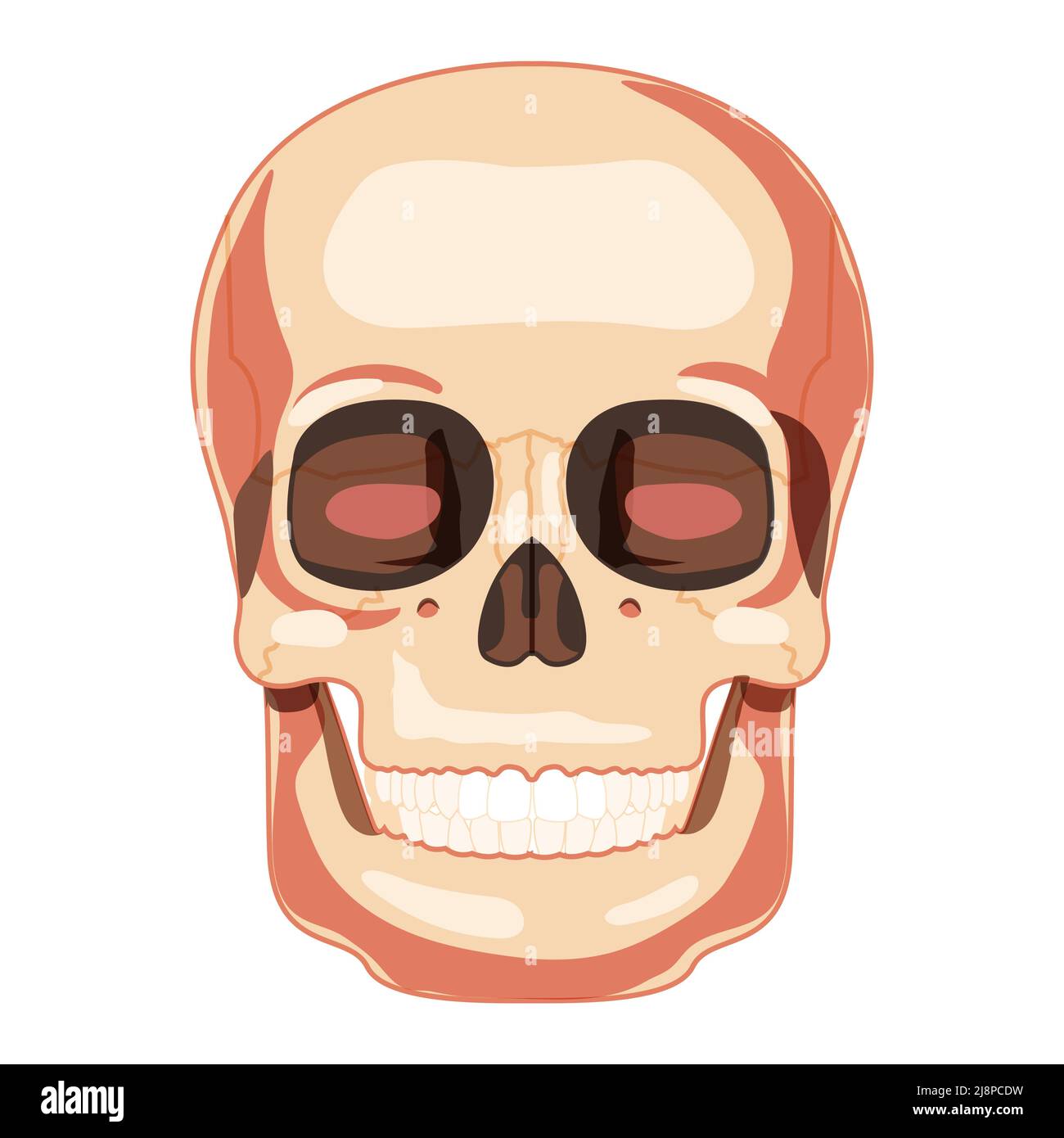Menschlicher Schädel Skelettkopf anatomisch korrekte Vorderansicht. Modell der menschlichen Kiefer mit Zahnreihe. Chump realistische flache natürliche Farbkonzept. Vektordarstellung der Anatomie auf weißem Hintergrund isoliert Stock Vektor