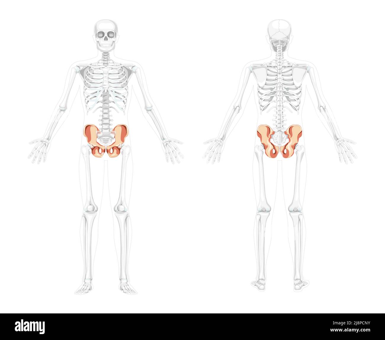 Skelett Becken Hüftknochen Human Front back view mit zwei Armhaltungen mit teilweise transparenter Knochenposition. Realistische flache natürliche Farbe Vektordarstellung der Anatomie isoliert auf weißem Hintergrund Stock Vektor