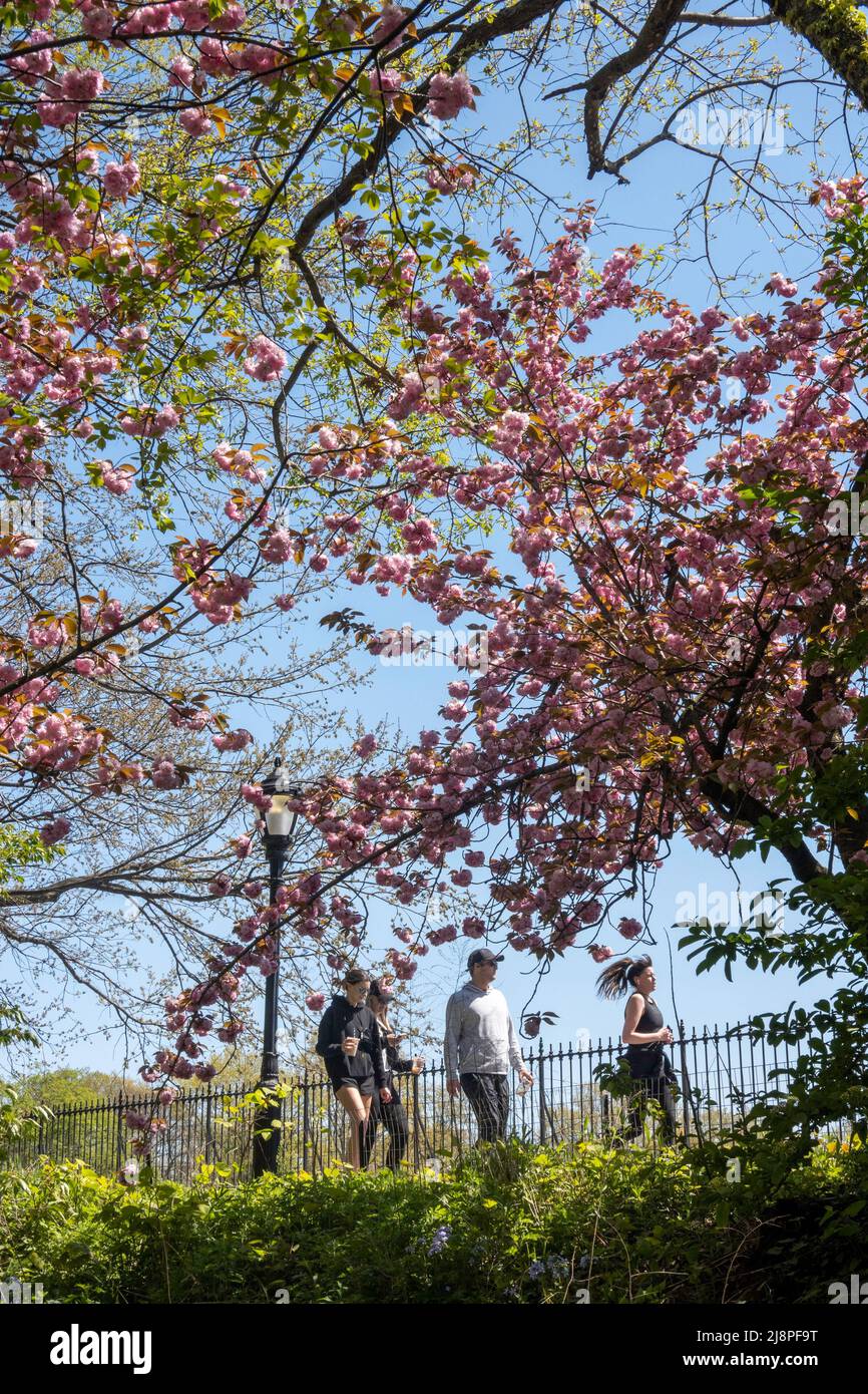 Die Stephanie und Fred Shuman Laufstrecke im Central Park ist wunderschön an einem sonnigen Frühlingstag, NYC, USA 2022 Stockfoto