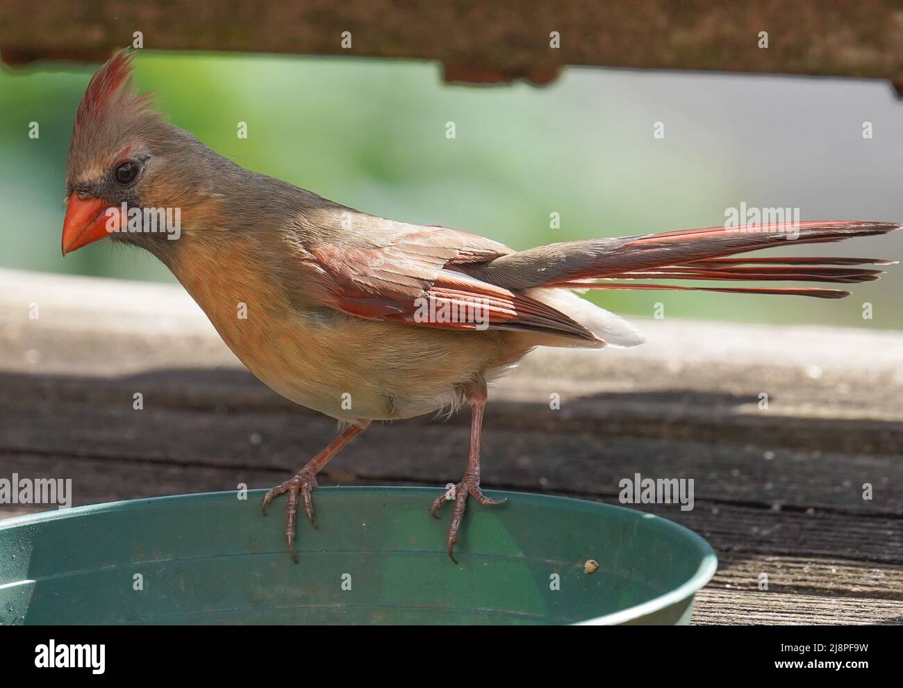 Weiblicher Northern Cardinal auf einem Vogelfutterhäuschen Stockfoto
