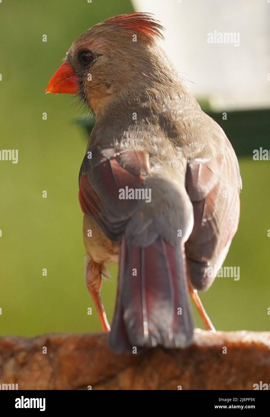 Weiblicher Northern Cardinal auf einem Vogelfutterhäuschen Stockfoto
