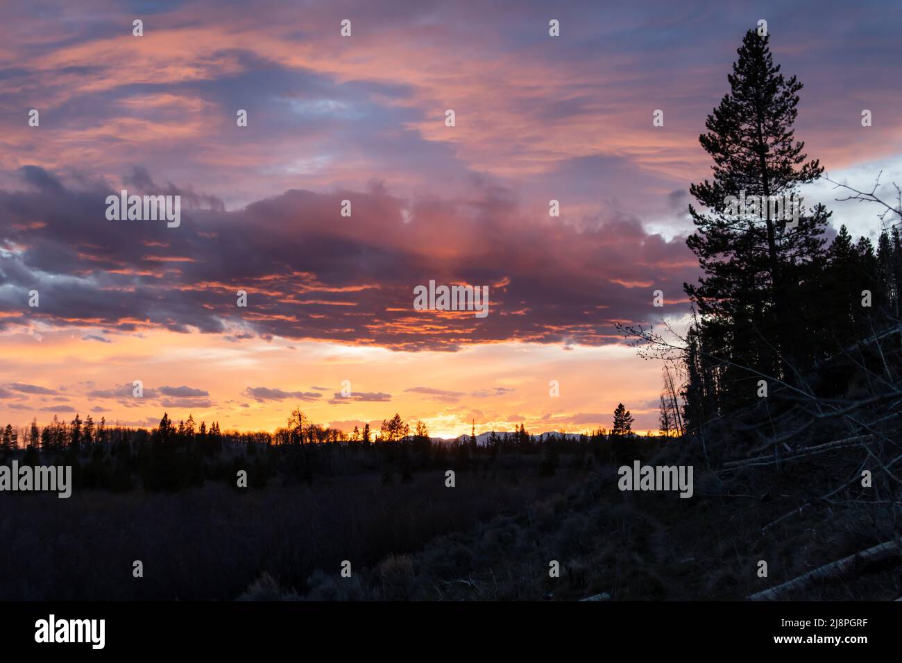 Ein Sonnenuntergang im State Forest State Park in Colorado bemalt den Himmel mit Rosa und Orange hinter einer Silhouette aus Bäumen und Ästen Stockfoto