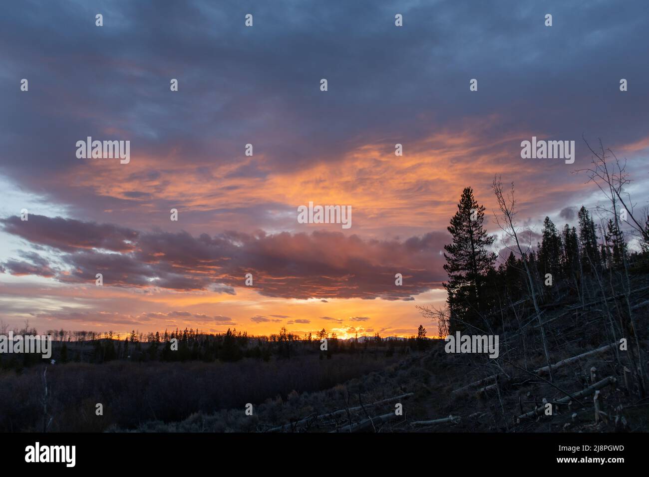 Ein Sonnenuntergang im State Forest State Park in Colorado bemalt den Himmel mit Rosa und Orange hinter einer Silhouette aus Bäumen und Ästen Stockfoto