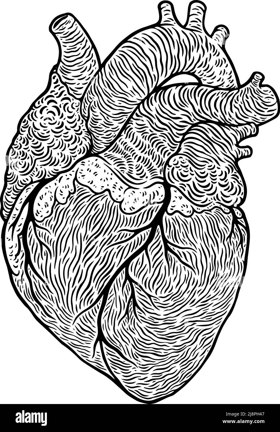 Anatomische Vektordarstellung des menschlichen Herzens Stock Vektor