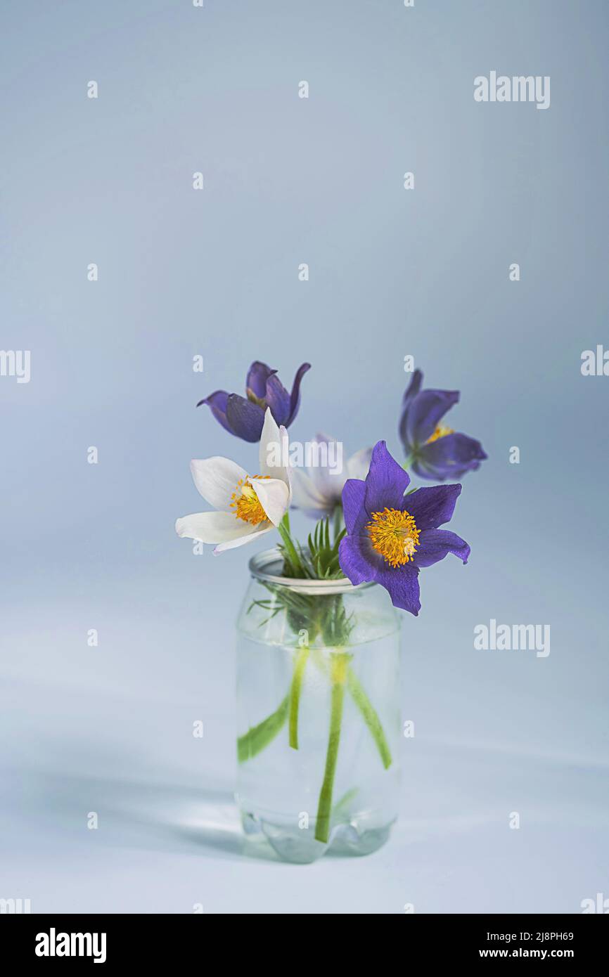 Blumenstrauß der ersten Frühlingswildblume Pulsatilla Vulgaris in Plastikflasche. Frühling minimale Standzeit, Konzept der Abfallreduzierung. Stockfoto