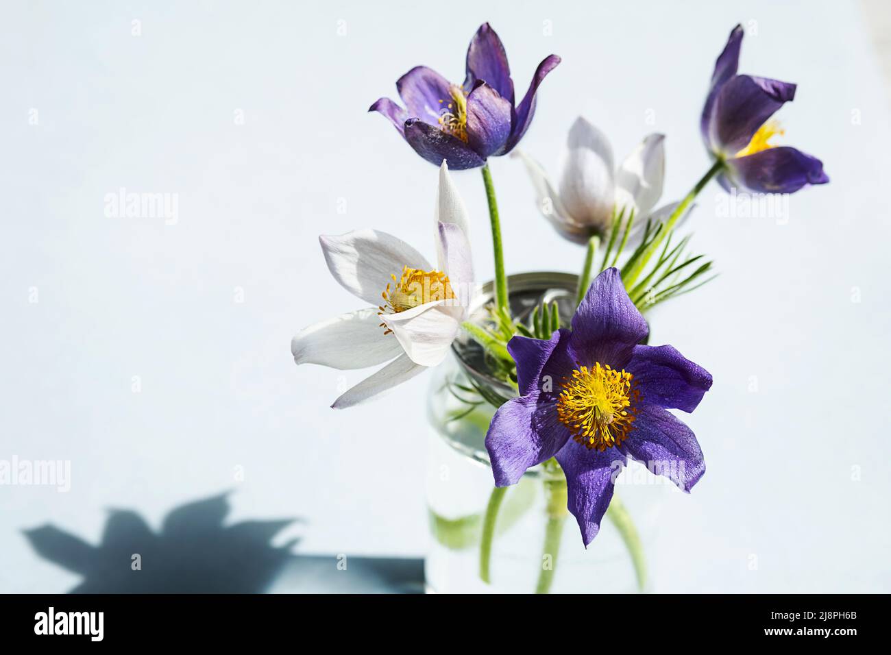 Blumenstrauß der ersten Frühlingswildblume Pulsatilla Vulgaris in Plastikflasche. Frühling minimale Standzeit, Konzept der Abfallreduzierung. Stockfoto