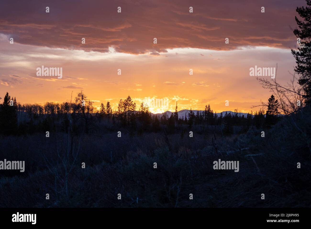 Ein Sonnenuntergang im State Forest State Park in Colorado bemalt den Himmel mit Rosa und Orange hinter einer Silhouette aus Bäumen und Ästen Stockfoto