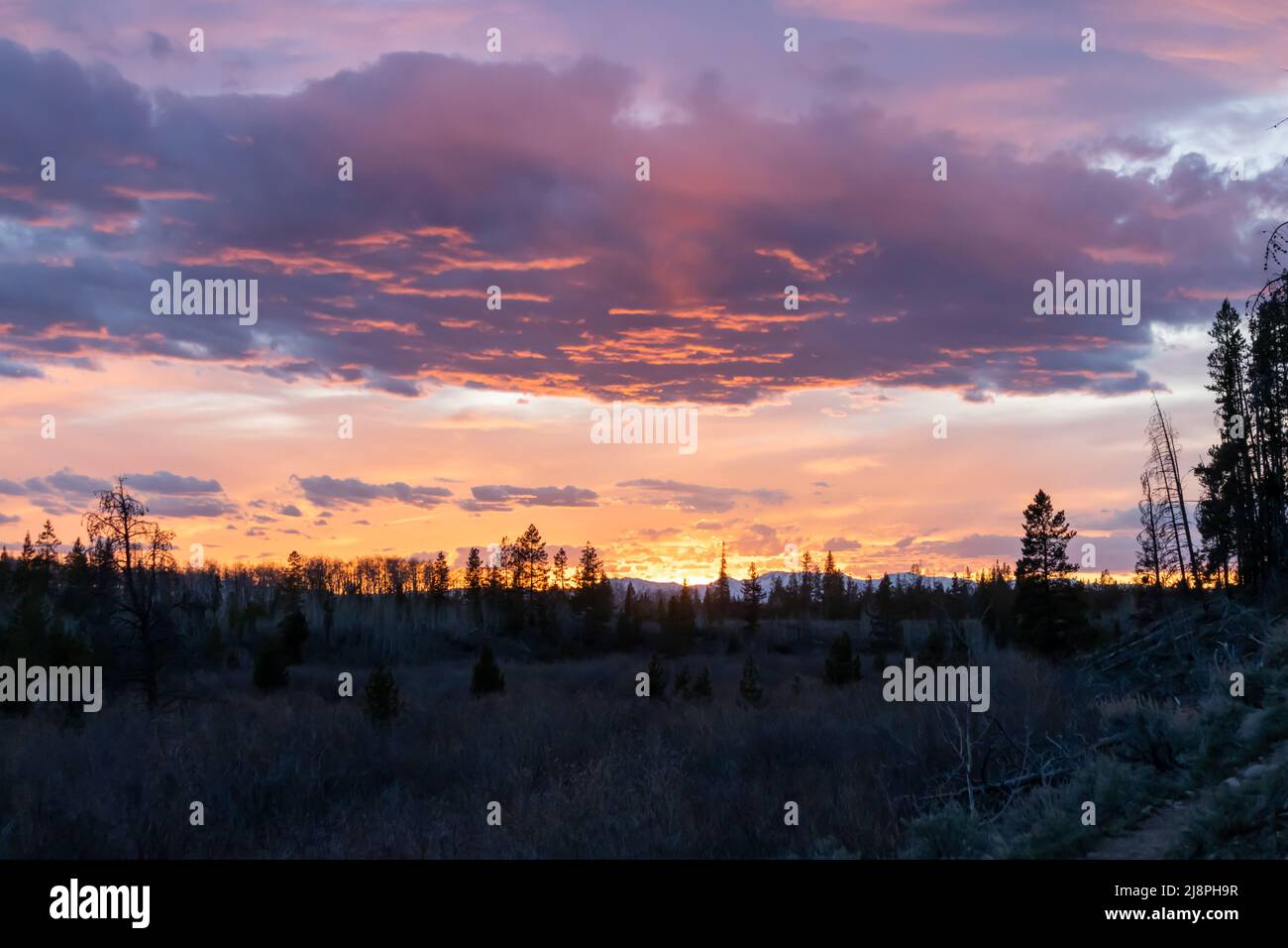 Ein Sonnenuntergang im State Forest State Park in Colorado bemalt den Himmel mit Rosa und Orange hinter einer Silhouette aus Bäumen und Ästen Stockfoto