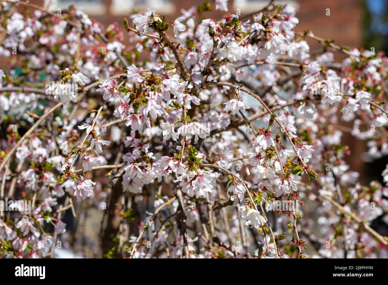Weinender Kirschblütenbaum Aus Nächster Nähe Stockfoto
