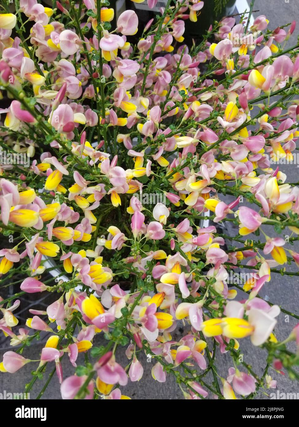 Gelbe und rosa Blüten von Scotch Broom, einem Laubstrauch Stockfoto