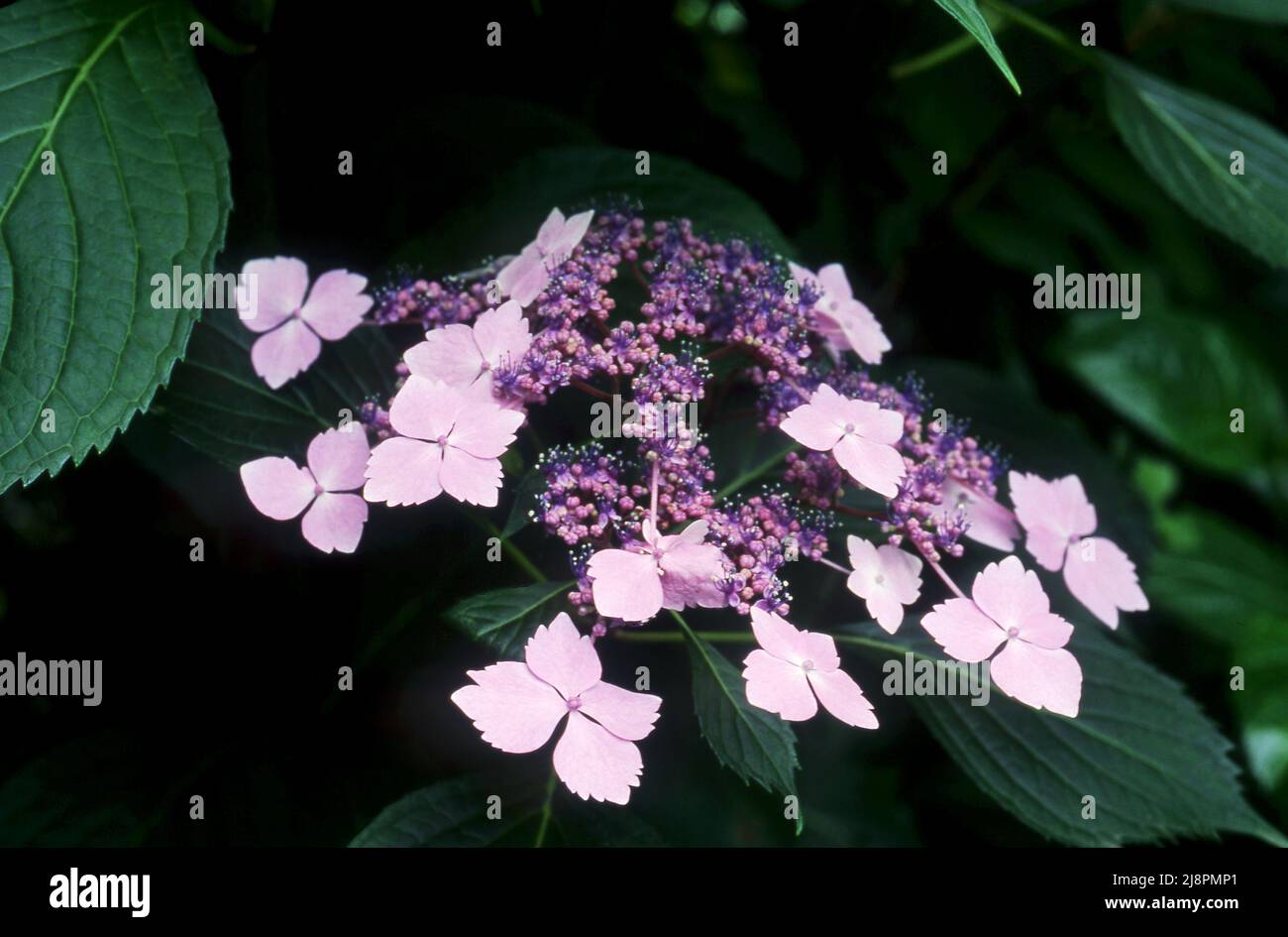 HORTENSIEN MACROPHYLLA 'BLUE WAVE' (LACECAP HORTENSIEN) Stockfoto