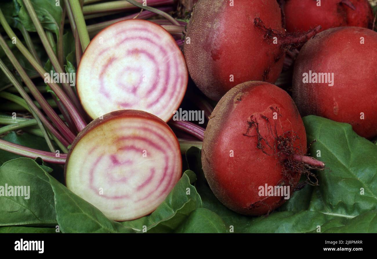FRISCH GEERNTETE GANZE UND IN SCHEIBEN GESCHNITTENE ROTE BETE Stockfoto