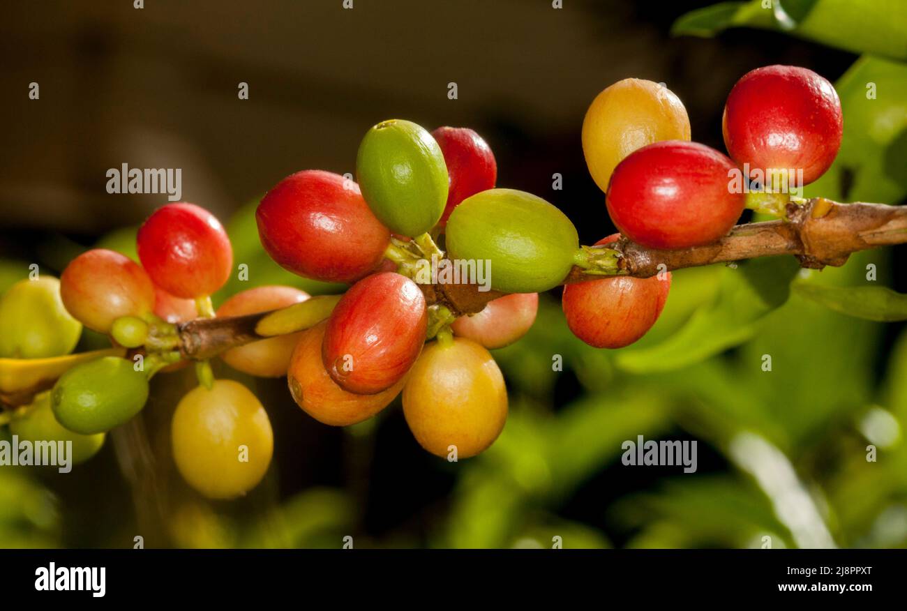 Eine Gruppe reifender Kaffeekirschen, von grün bis gelb und tiefrot, wächst auf einem Zweig des Kaffeebaums in Australien Stockfoto