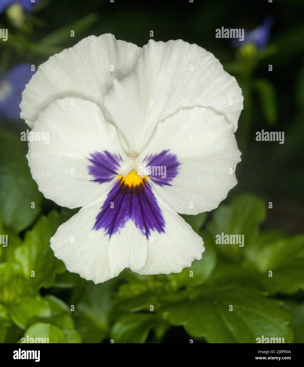 Schöne weiße Blume von Stiefmütterchen / Viola mit Spritzer von lila auf Blütenblättern, eine jährliche Gartenpflanze, auf dem Hintergrund von leuchtend grünen Blättern Stockfoto