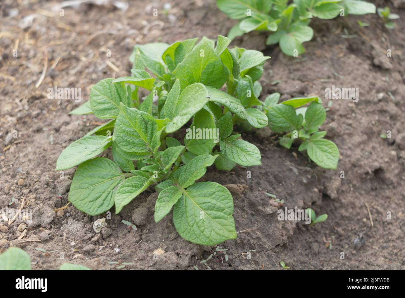Nahaufnahme von Kartoffeln, die im Garten gesund wachsen. Konzept des Kartoffelanbaus Stockfoto