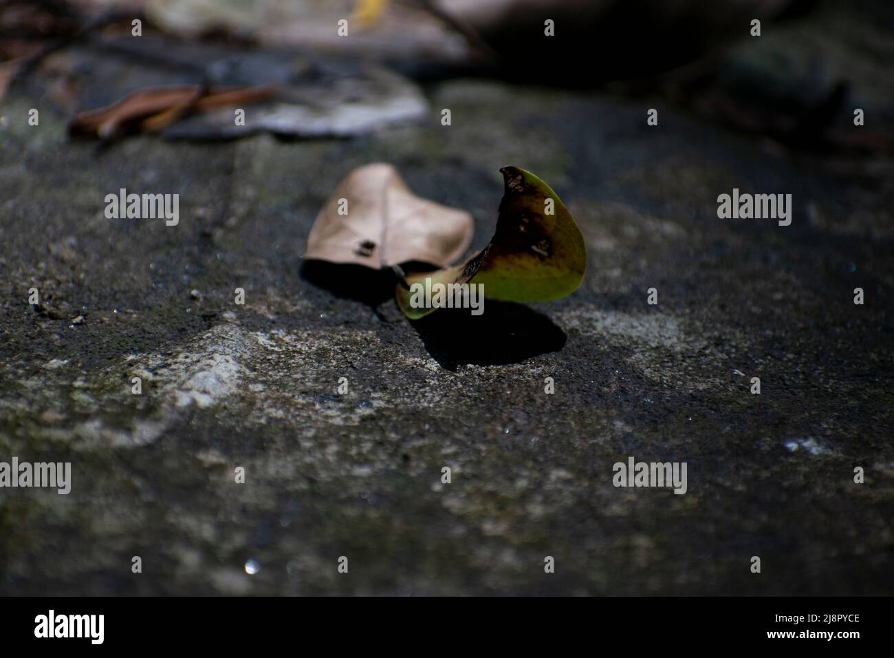 Konzeptuelle Naturfotografie Stockfoto