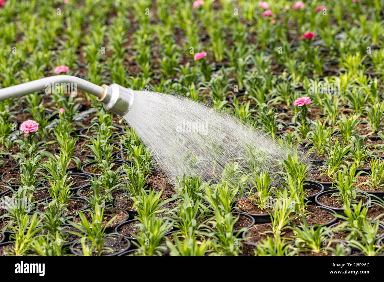 Gärtner Bewässerung von Blumenpflanzen mit Schlauch in einem Gartengeschäft Stockfoto