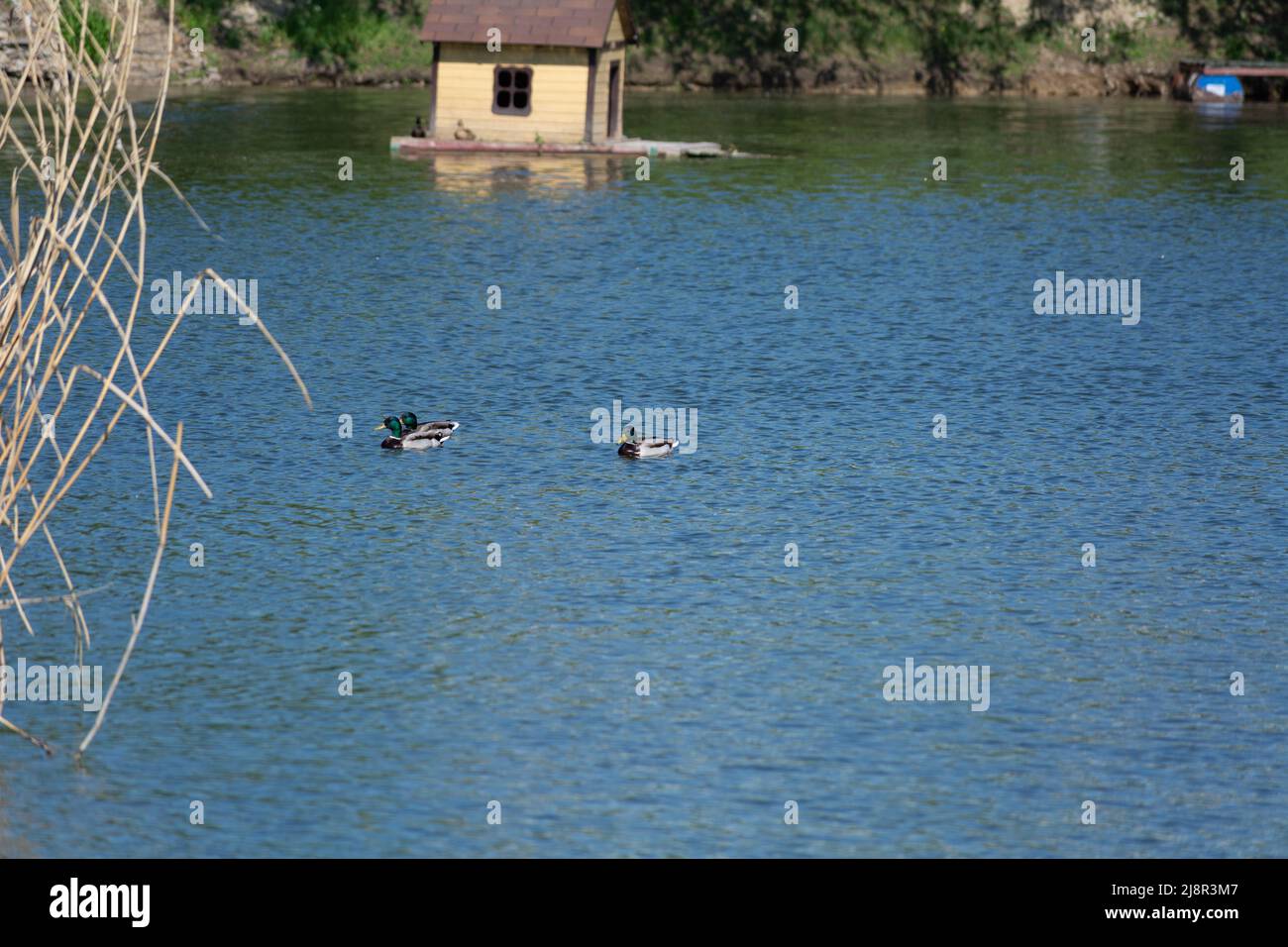 Drei schöne männliche Stockenten schwimmen Stockfoto