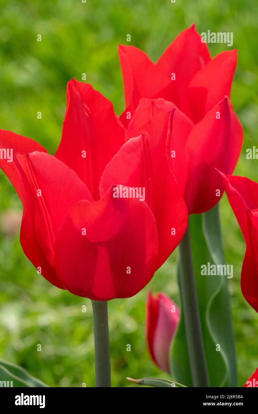 Blühende Tulipa Tulpen „Red Shine“ Stockfoto