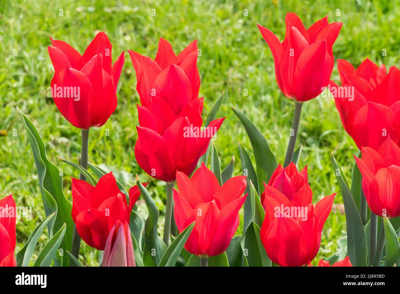 Blühende Tulpen Tulipa „Red Shine“-Tulpe Stockfoto